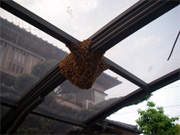 ミツバチの巣を回収